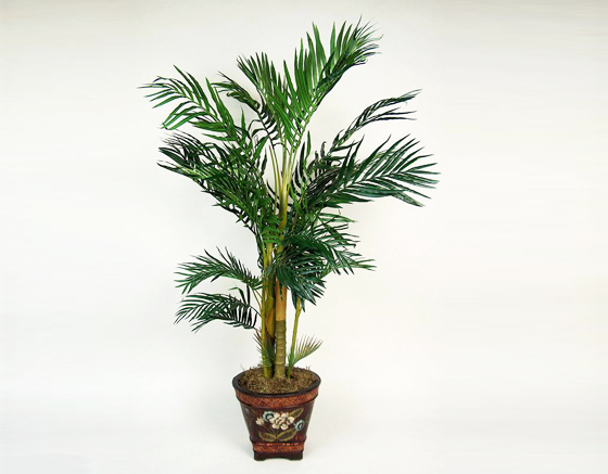 Areca Palm