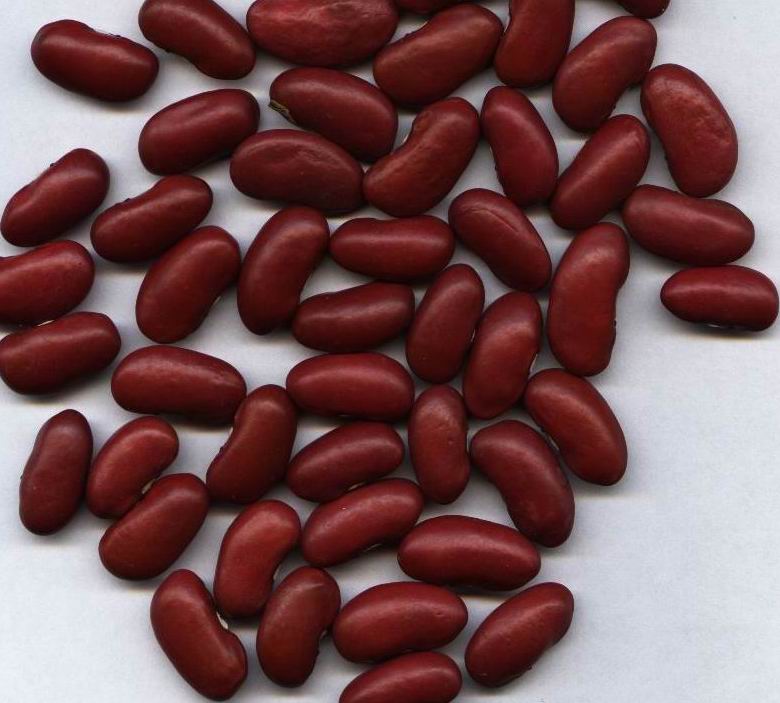 dark red kidney bean