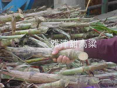 Sell Sweet Sorghum  YaJIn-2