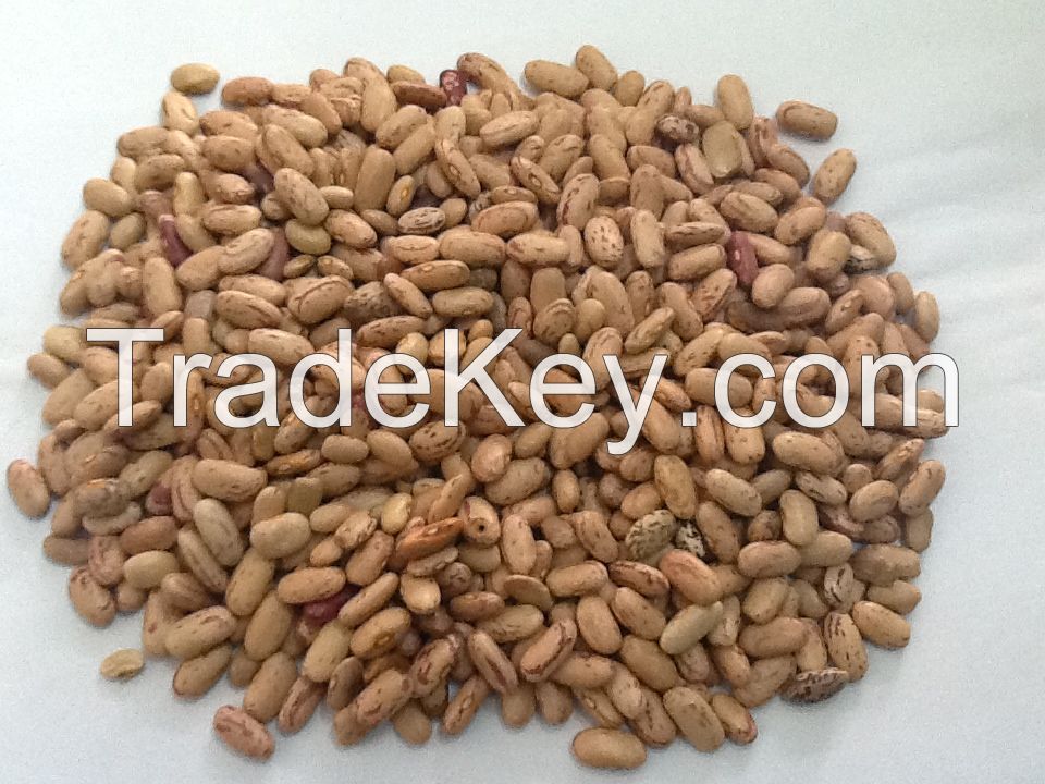 ETHIOPIAN PINTO BEANS 