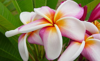 Plumeria Mixed Varieties and Colors