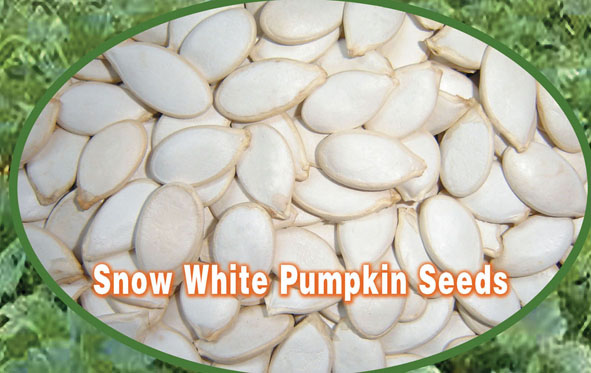 Snow white pumpkin seeds