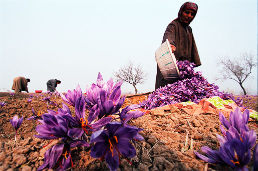 Kashmiri Saffron