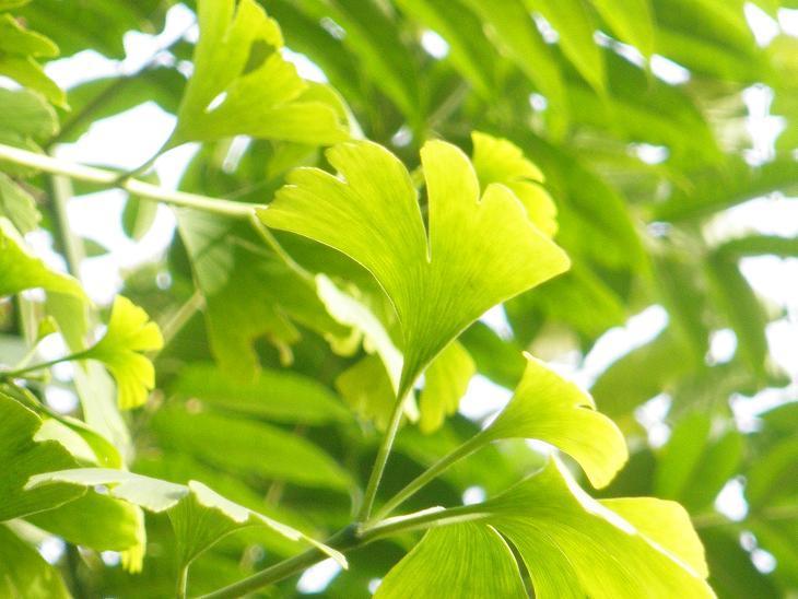 Ginkgo Biloba Leaf Extract