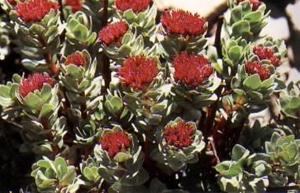 Rhodiola Rosea Extract