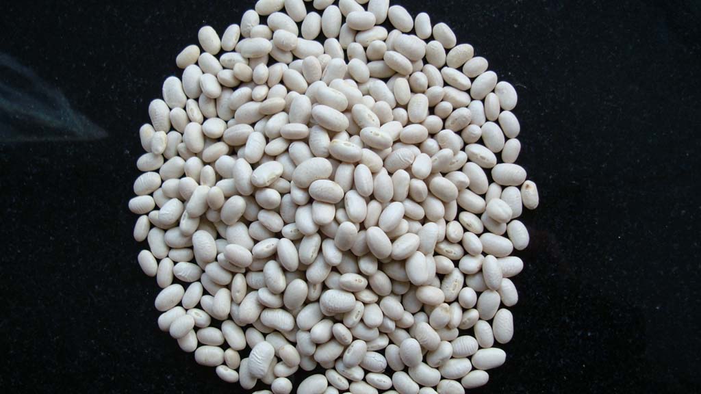 white kidney beans Japanese type