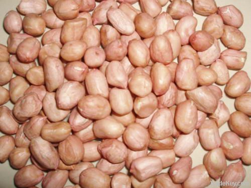 PEANUT SUPPLIERS FROM INDIA