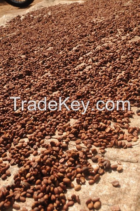 For Import Good Quality Raw Coffee Beans