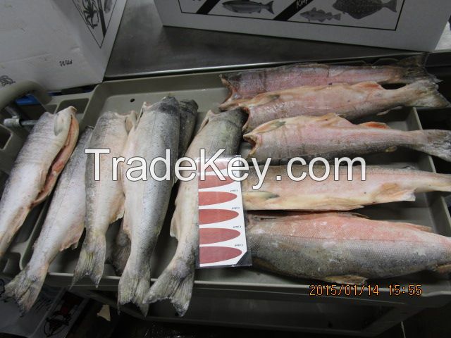 COHO SALMON 