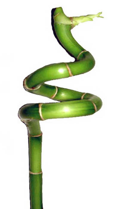 spiral lucky bamboo