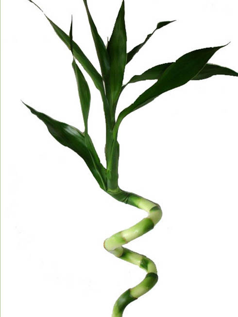 lucky bamboo with leaf