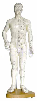 Acupuncture Model