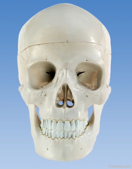 Human skull model