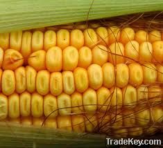 Organic Corn