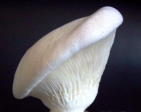 Bailing Mushroom and King Oyster Mushroom