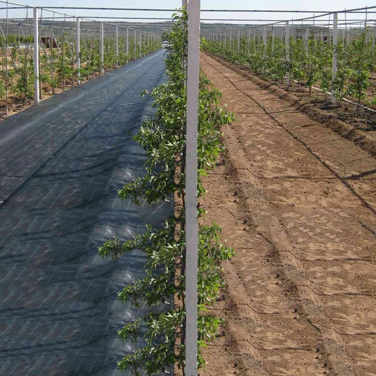 Weed Mat Ground Cover for Blueberry