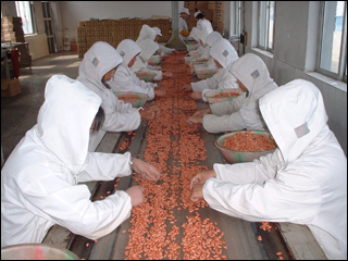 Chinese Groundnut Kernels