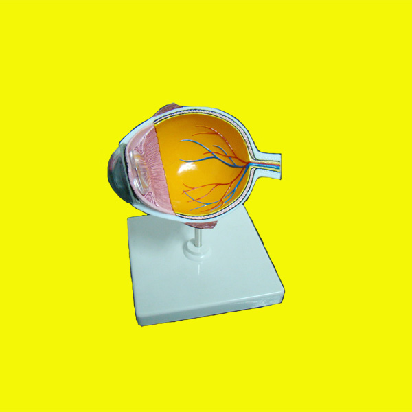 eye model, anatomy model, medical promotion gift