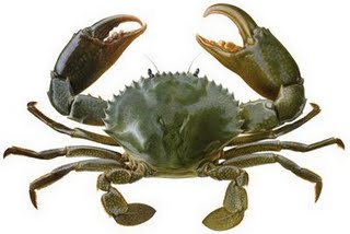 Live mud crab