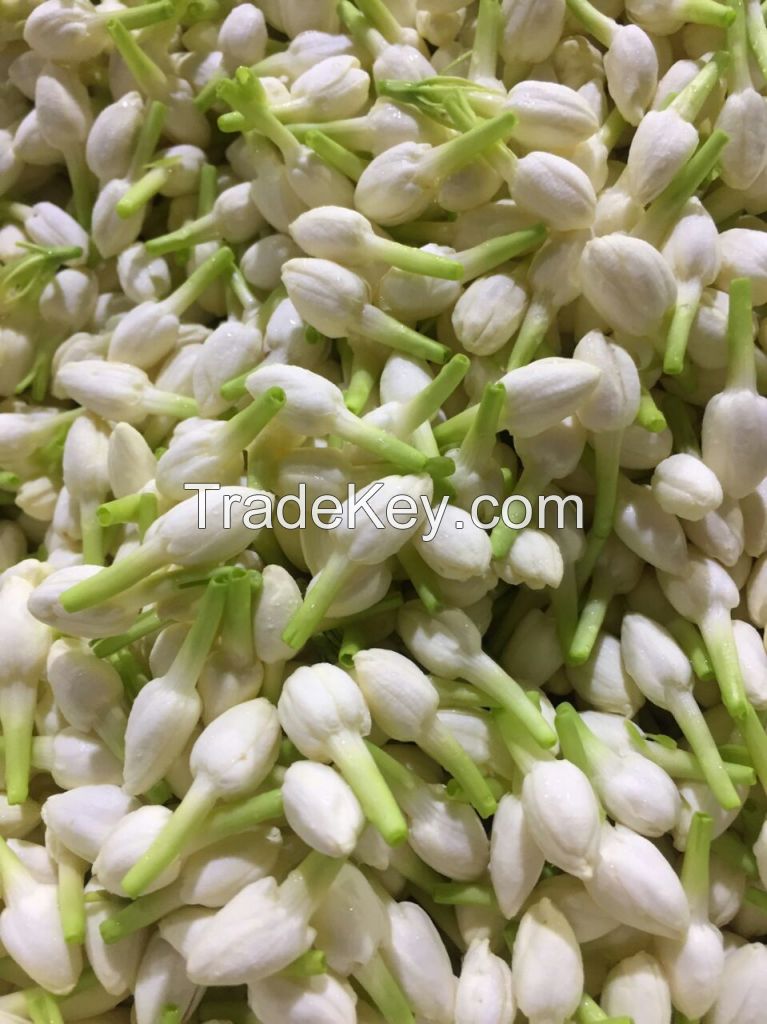 Fresh Jasmine Flower