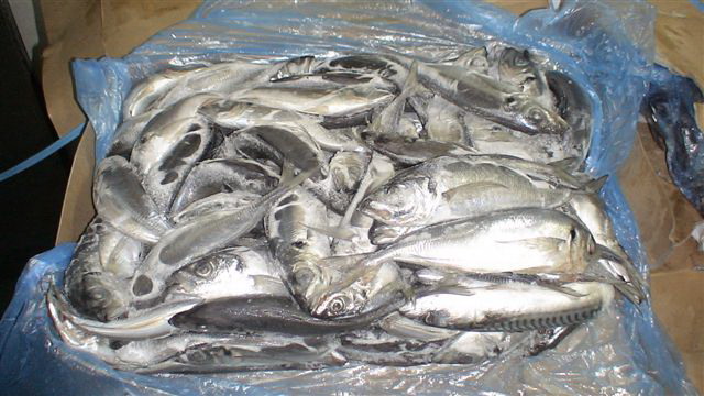 Frozen Horse Mackerel