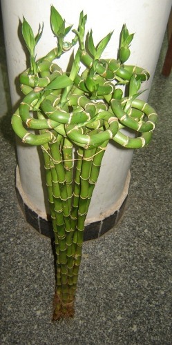 spiral lucky bamboo