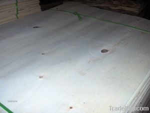 Poplar veneer