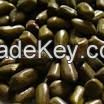 Cassia Tora seeds