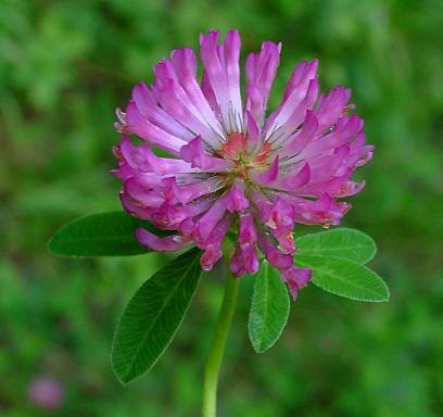 Red Clover Extract