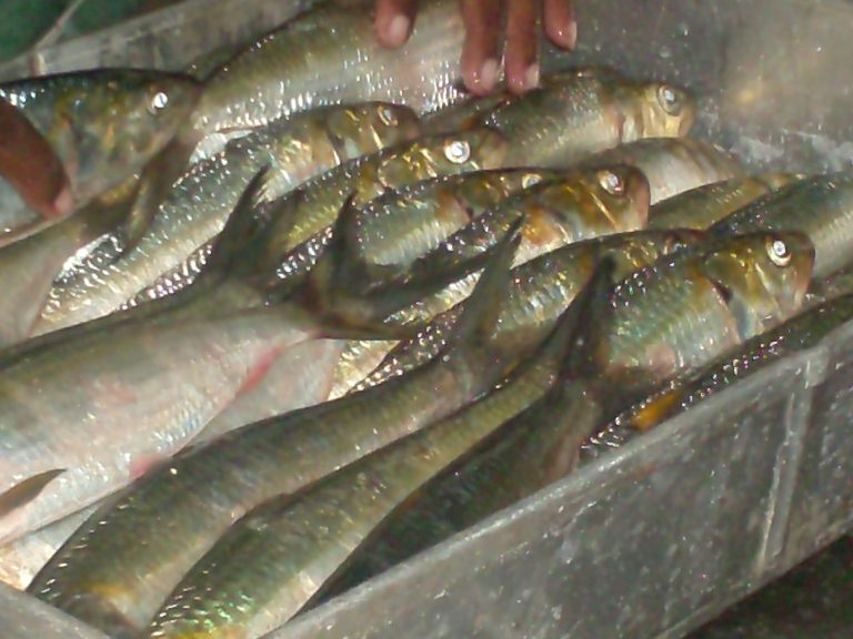 sardinella