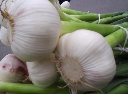 Garlic Extract