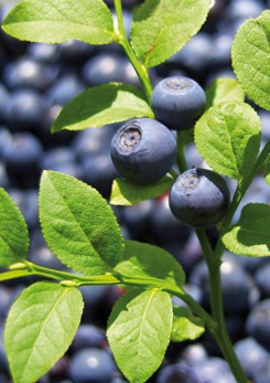 Bilberry Extract