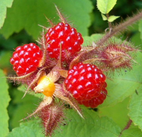 Raspberry extract