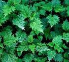 Nettle Root Extract