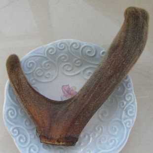 Deer Antler