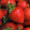 Sell CRUSHED SEEDS STRAWBERRY PUREE 50001