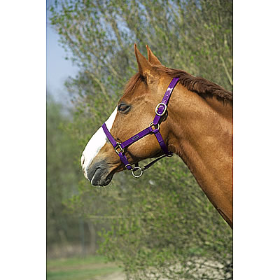 horse halter