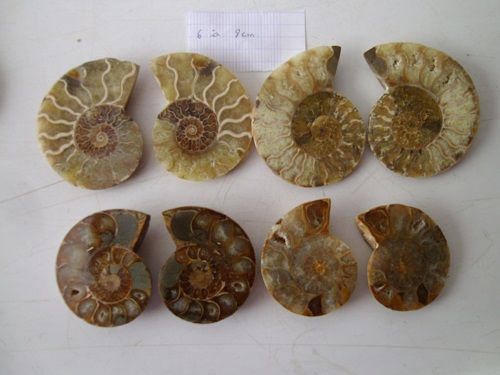 ammonite