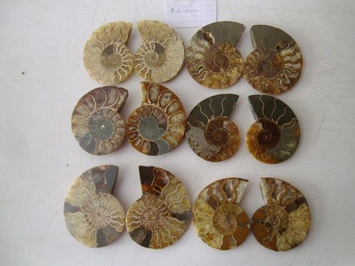 ammonite