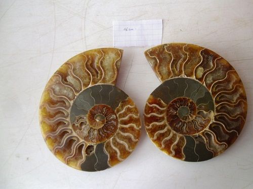 ammonite