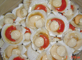 Frozen half-shell scallop