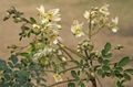 Moringa Leaf Powder