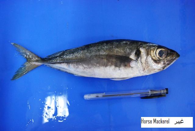 Horse Mackerel