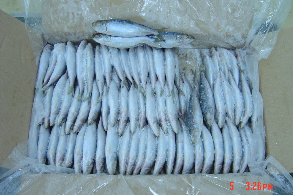 Sardines