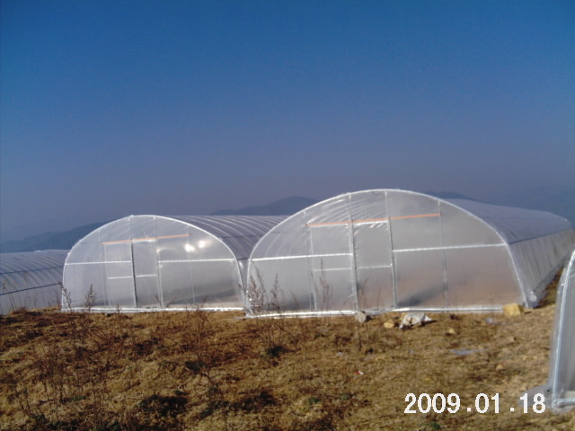 Poly Film Greenhouse