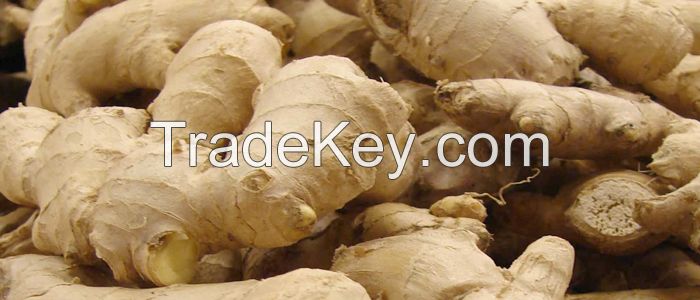 Ginger Oleoresin