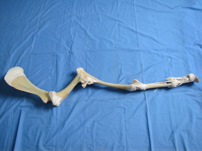The Forlimb Joints of Horse