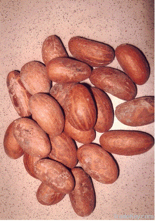 Bitter Kola Nuts