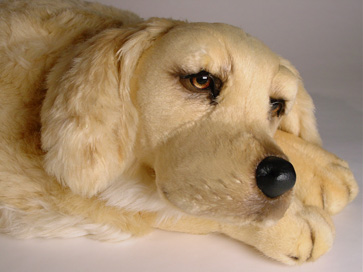 Lying Golden retriever cm.85