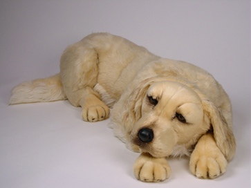 Lying Golden retriever cm.85